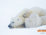 Polar Bears