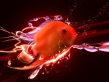 Red Fish