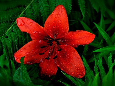 Red Lily