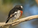 Scarlet Robin