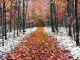 Snow Leaves Forest Roads Nature Landscape