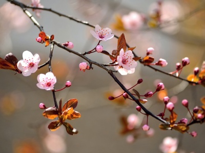 Spring Blossoms Depth Of Field Trees