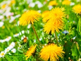 Spring Meadow And Yellow Dandelions