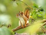 Squirrel Looking