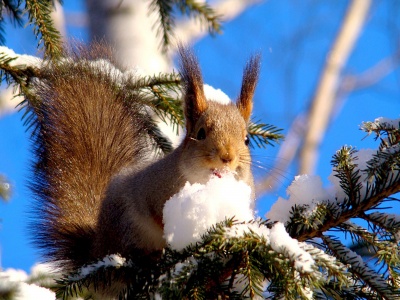 Squirrel On Branches Snow