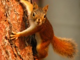 Squirrel On Tree