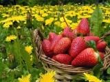 Strawberries In Basket And Dandelions