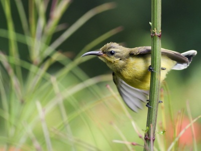 Sunbird On Branch