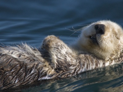 Swimming Badger