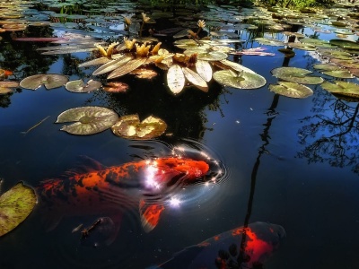 The Lake With Fish