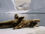 Three Seals