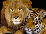 Tiger And Lion1