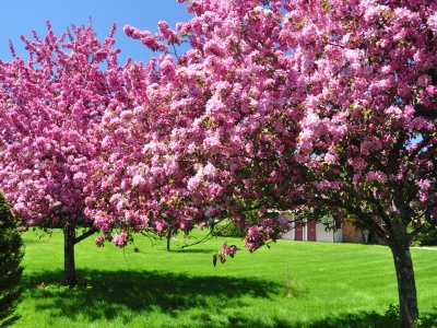 Trees Blooming Blossom Spring