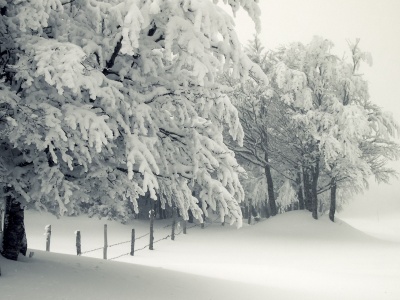 Trees Under The Snow