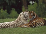 Two Tigers