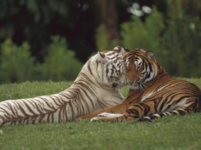 Two Tigers