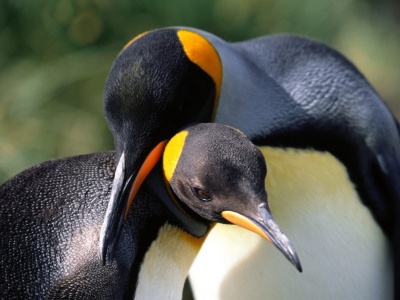 Whispering Sweet Nothings King Penguins