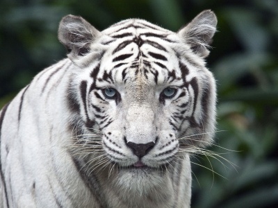 White Bengal Tiger