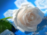 White Rose