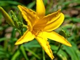 Yellow Lily