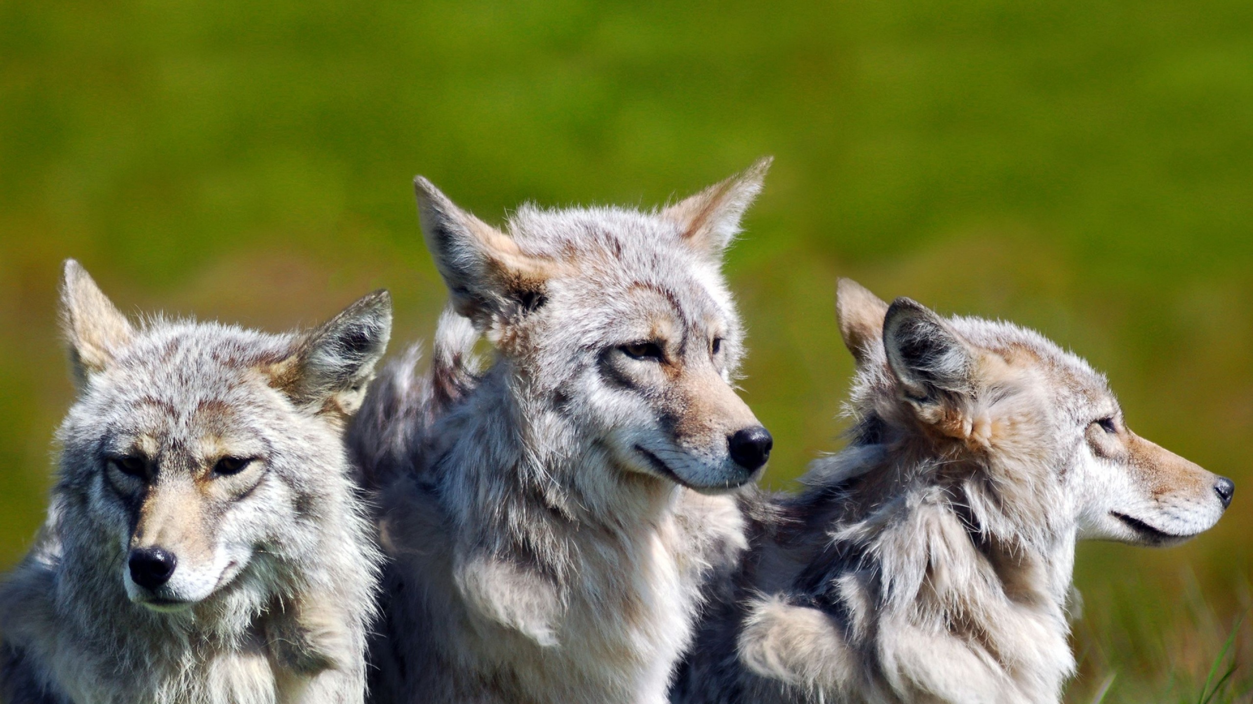 3 Brother Wolves