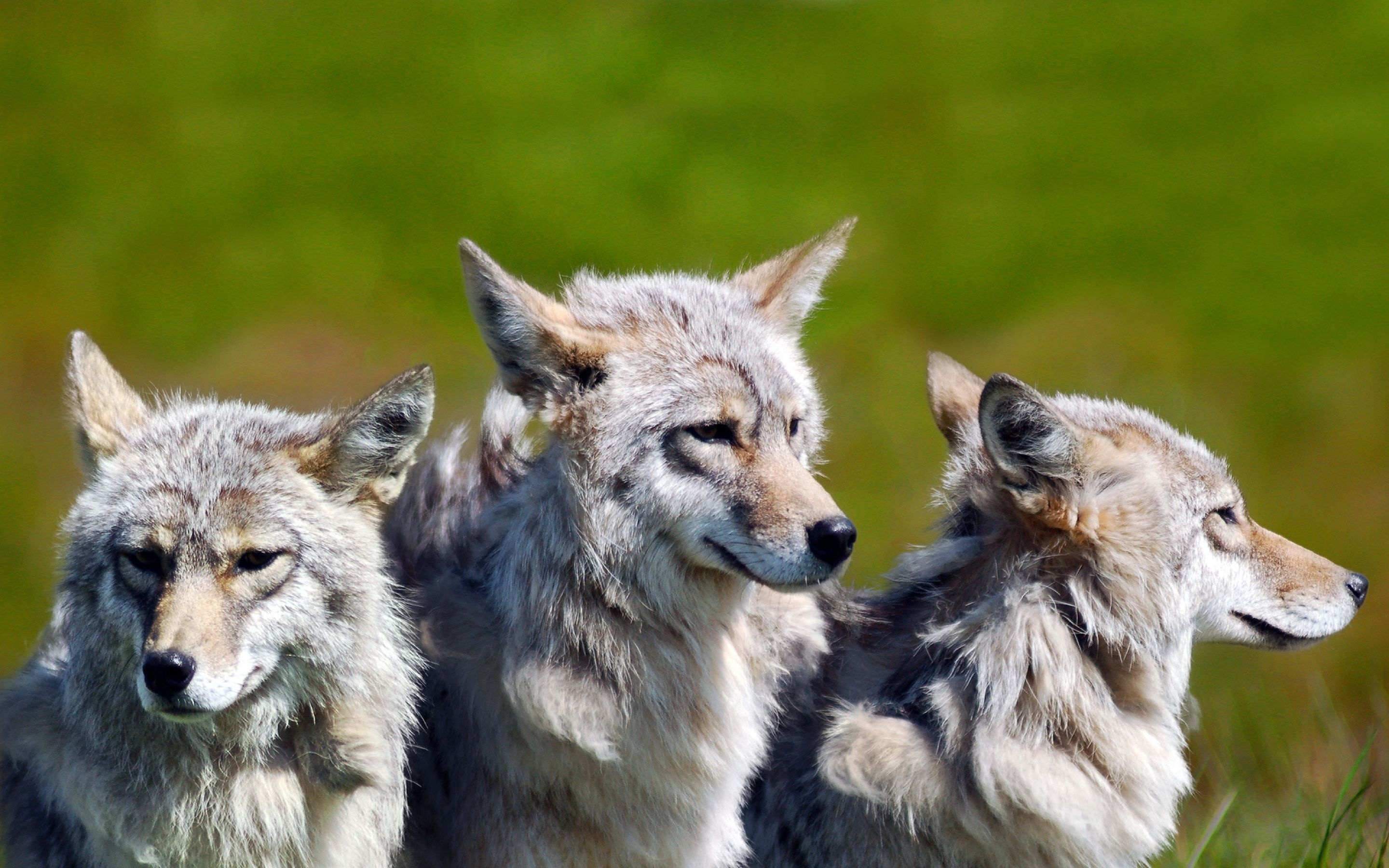 3 Brother Wolves