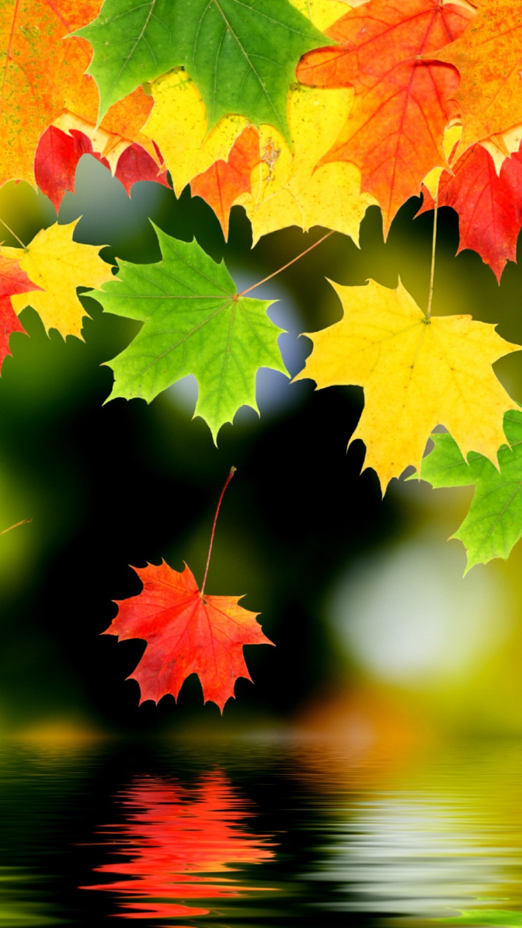 3d Autumn Leaves