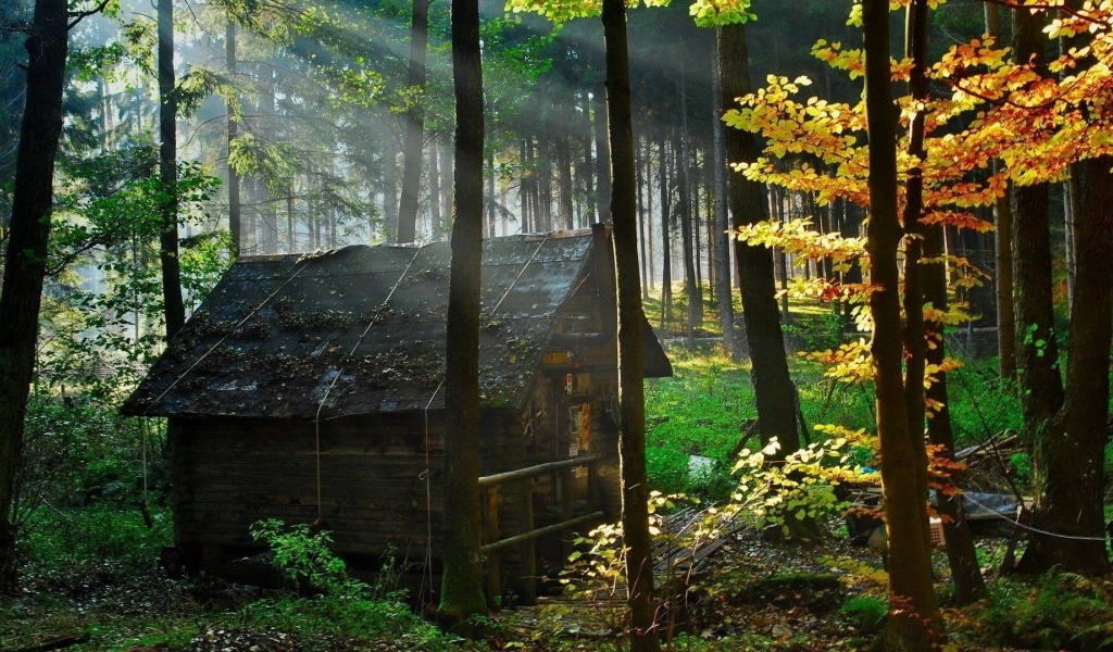 Abandoned Hut Nature Landscapes