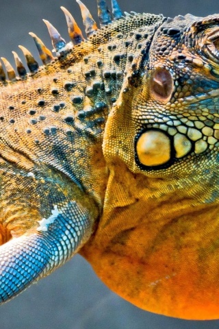 Amazing Iguana1