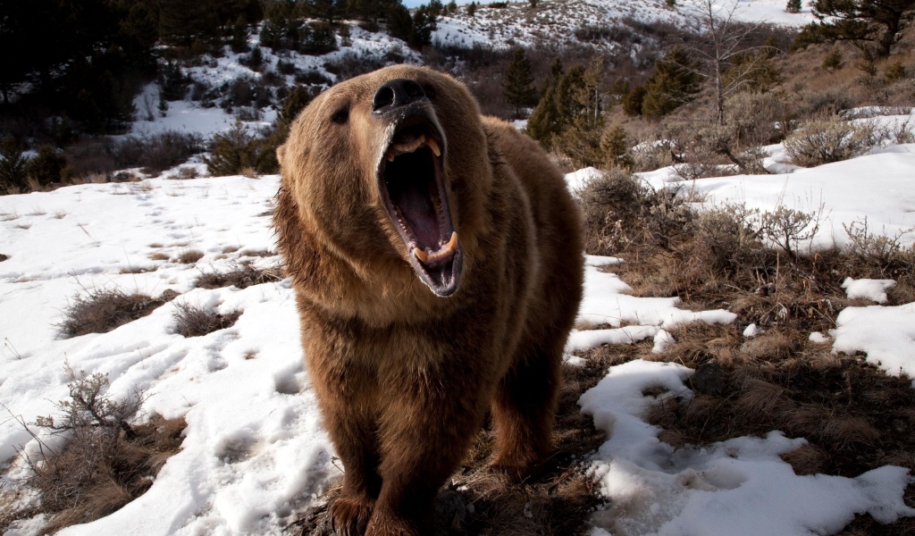 Angry Grizzly Bear1