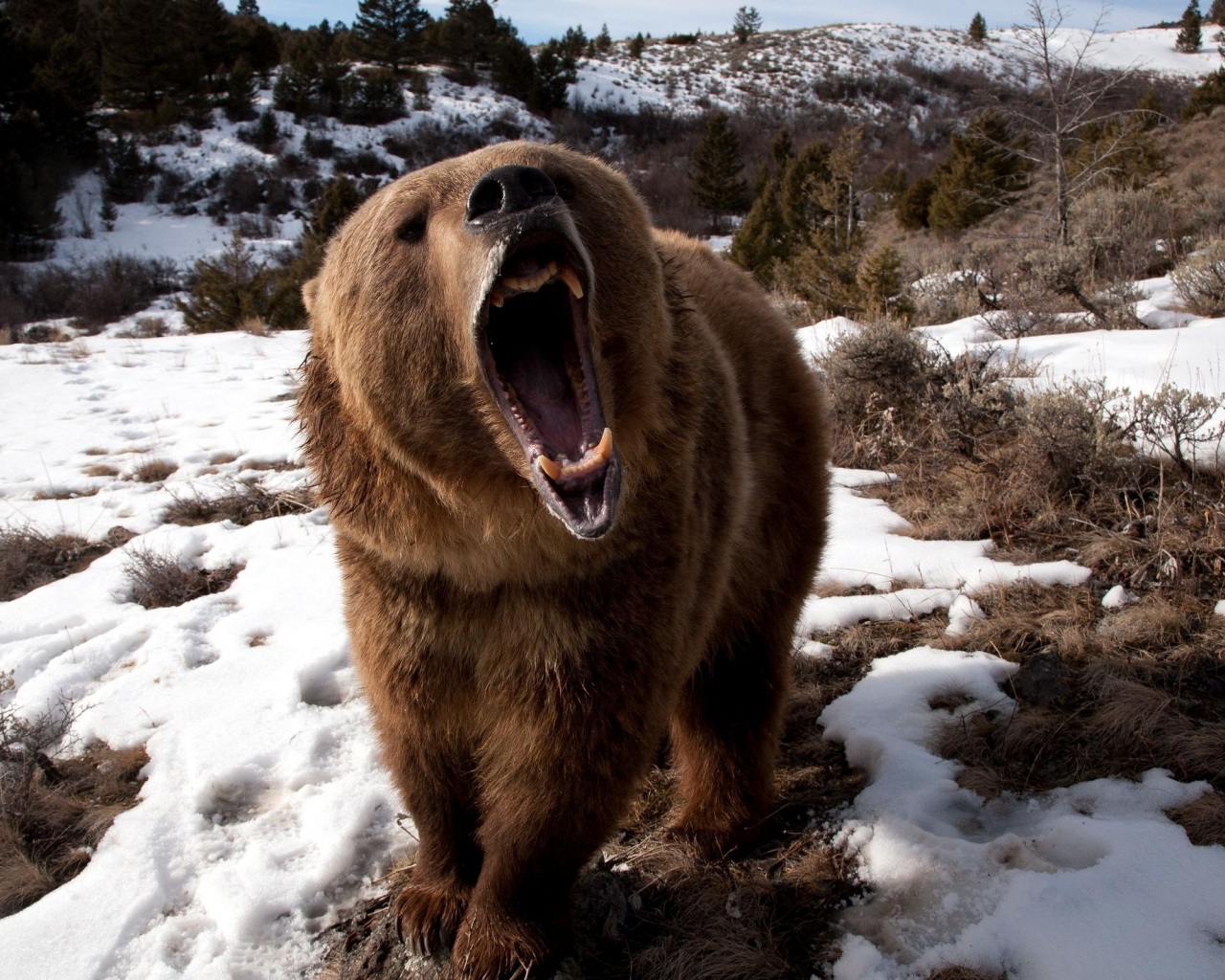 Angry Grizzly Bear1