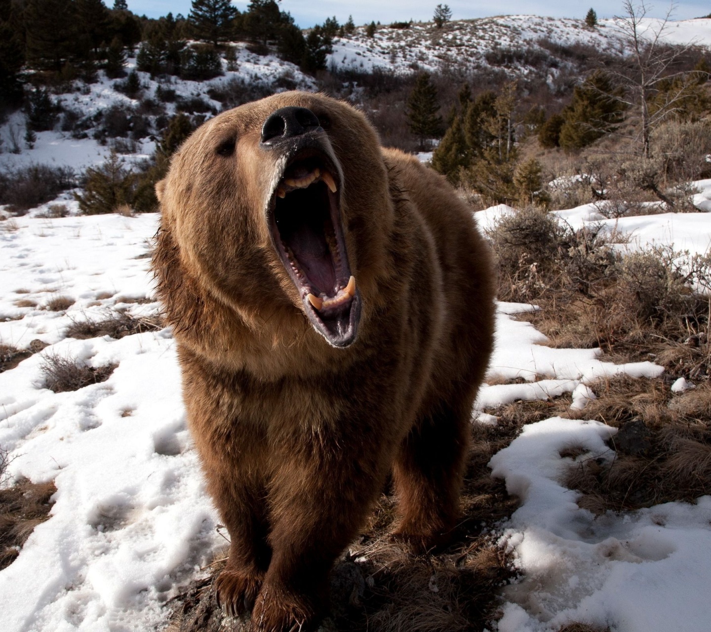 Angry Grizzly Bear1