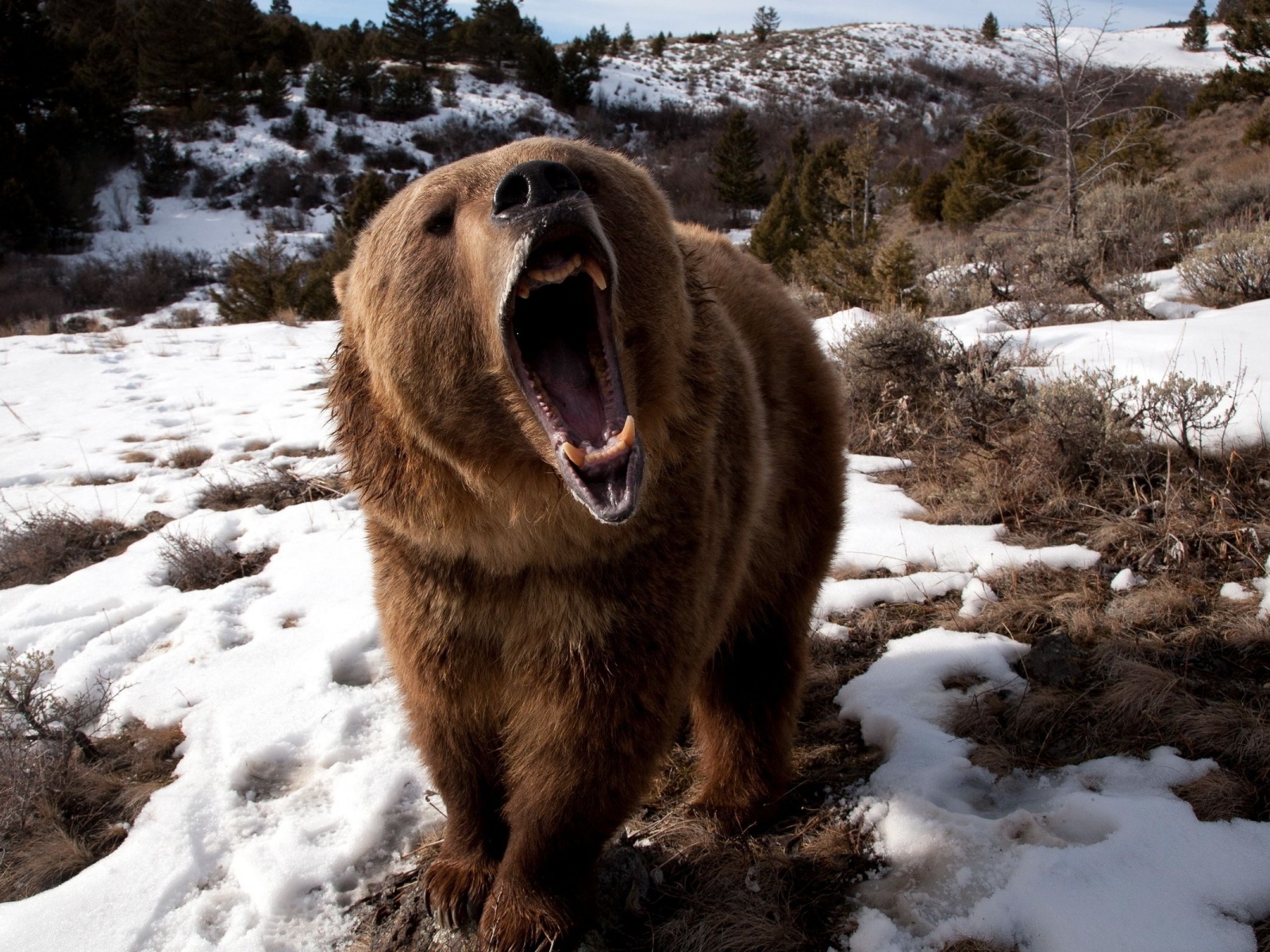 Angry Grizzly Bear1