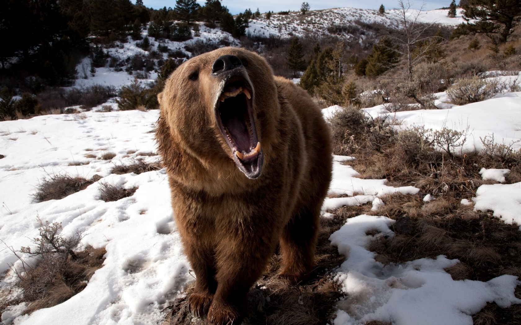 Angry Grizzly Bear1