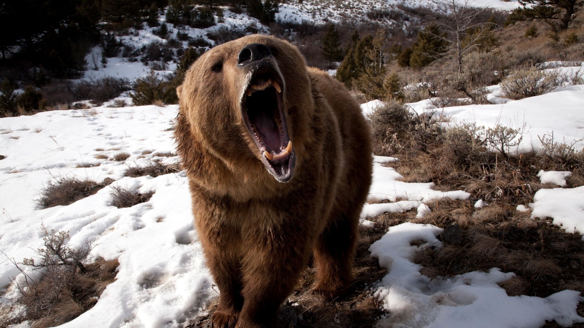 Angry Grizzly Bear1