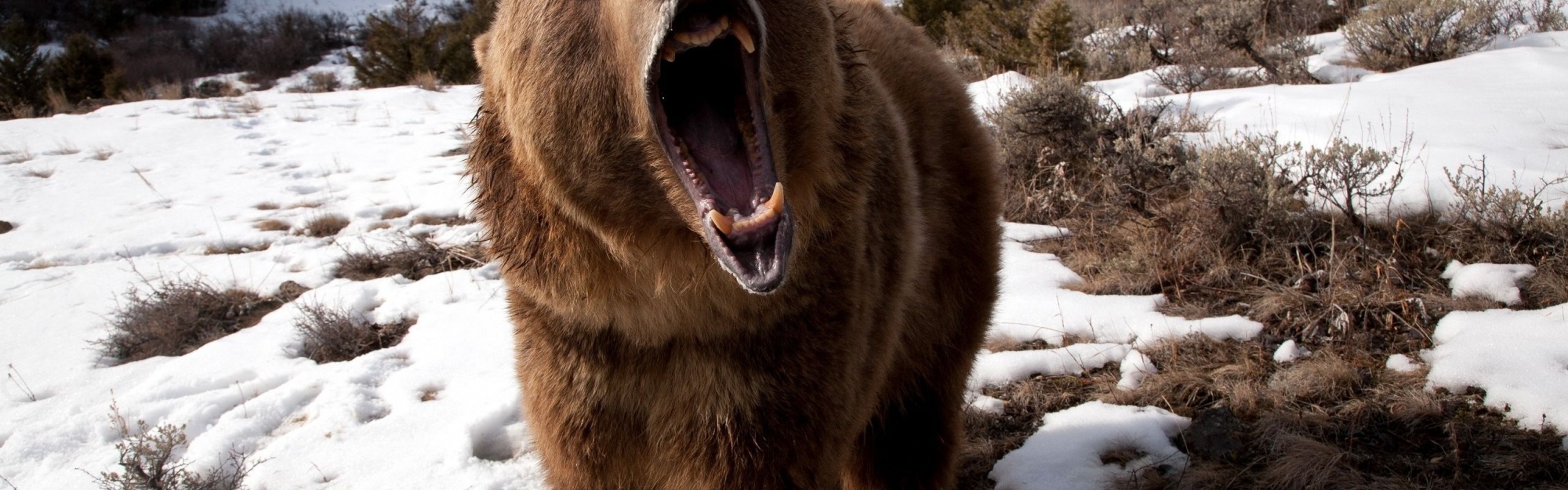 Angry Grizzly Bear1