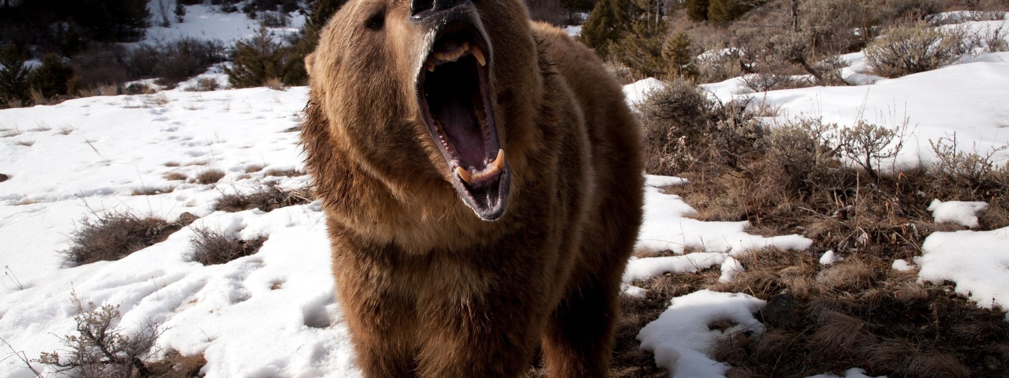 Angry Grizzly Bear1