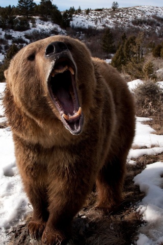 Angry Grizzly Bear1