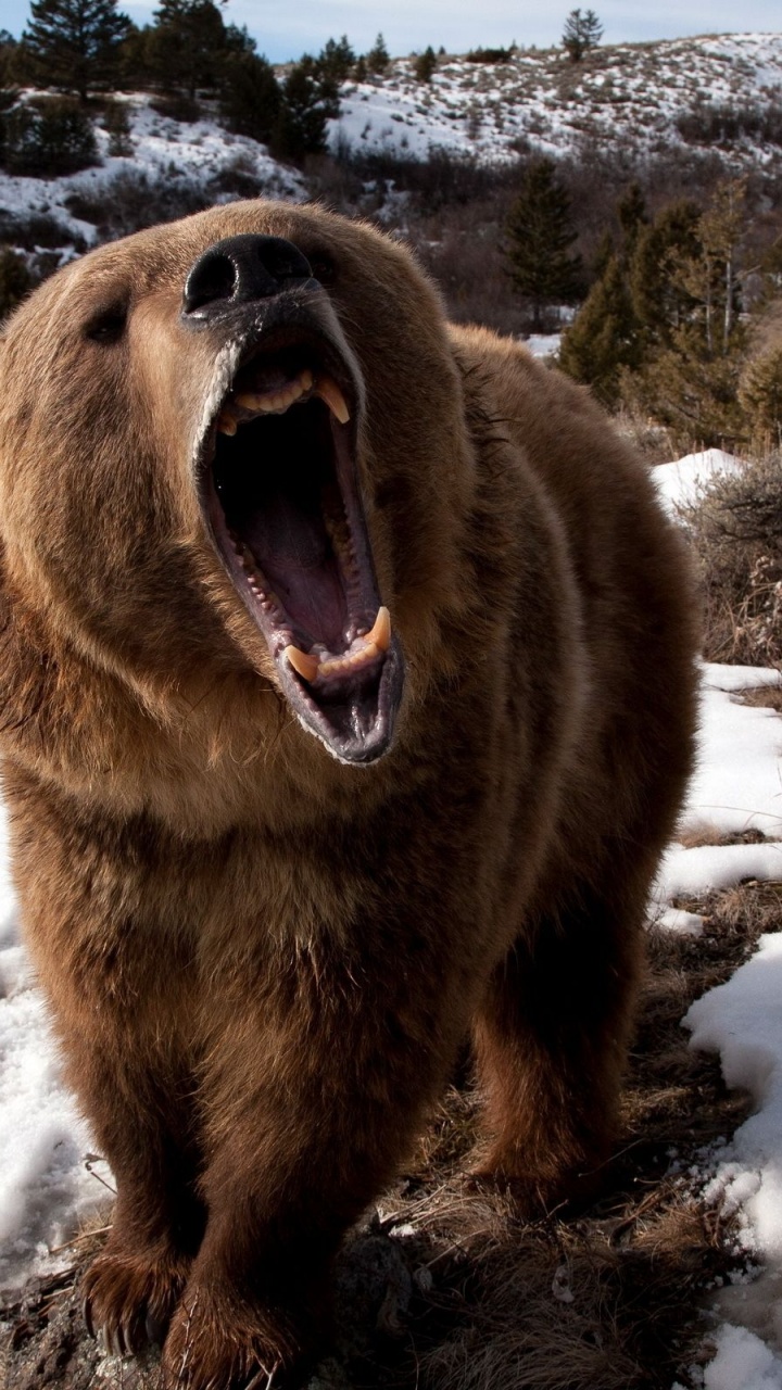 Angry Grizzly Bear1