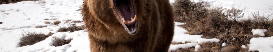 Angry Grizzly Bear1