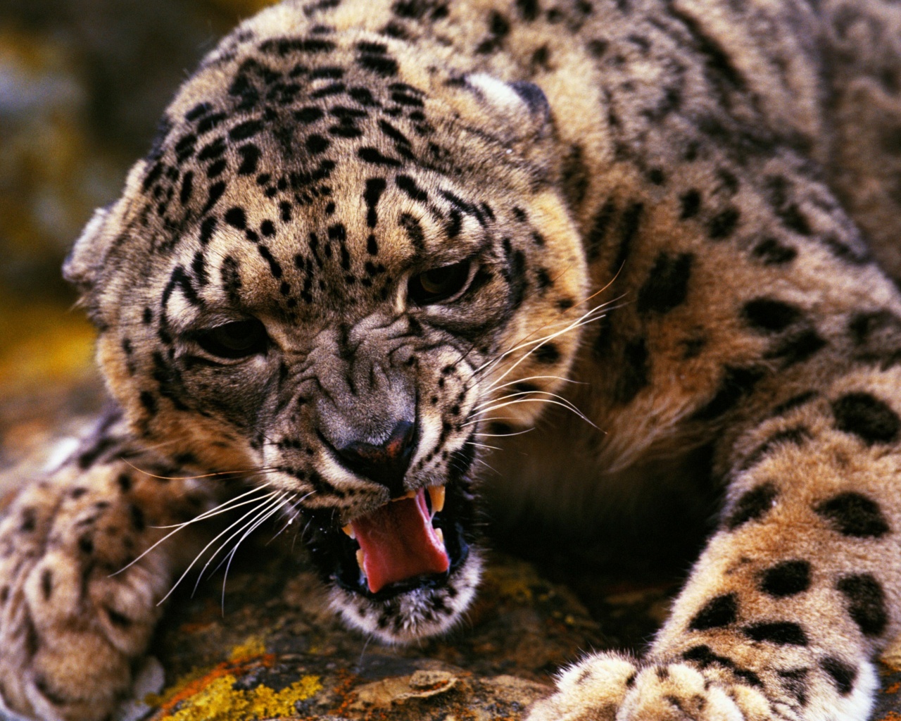 Angry Snow Leopard