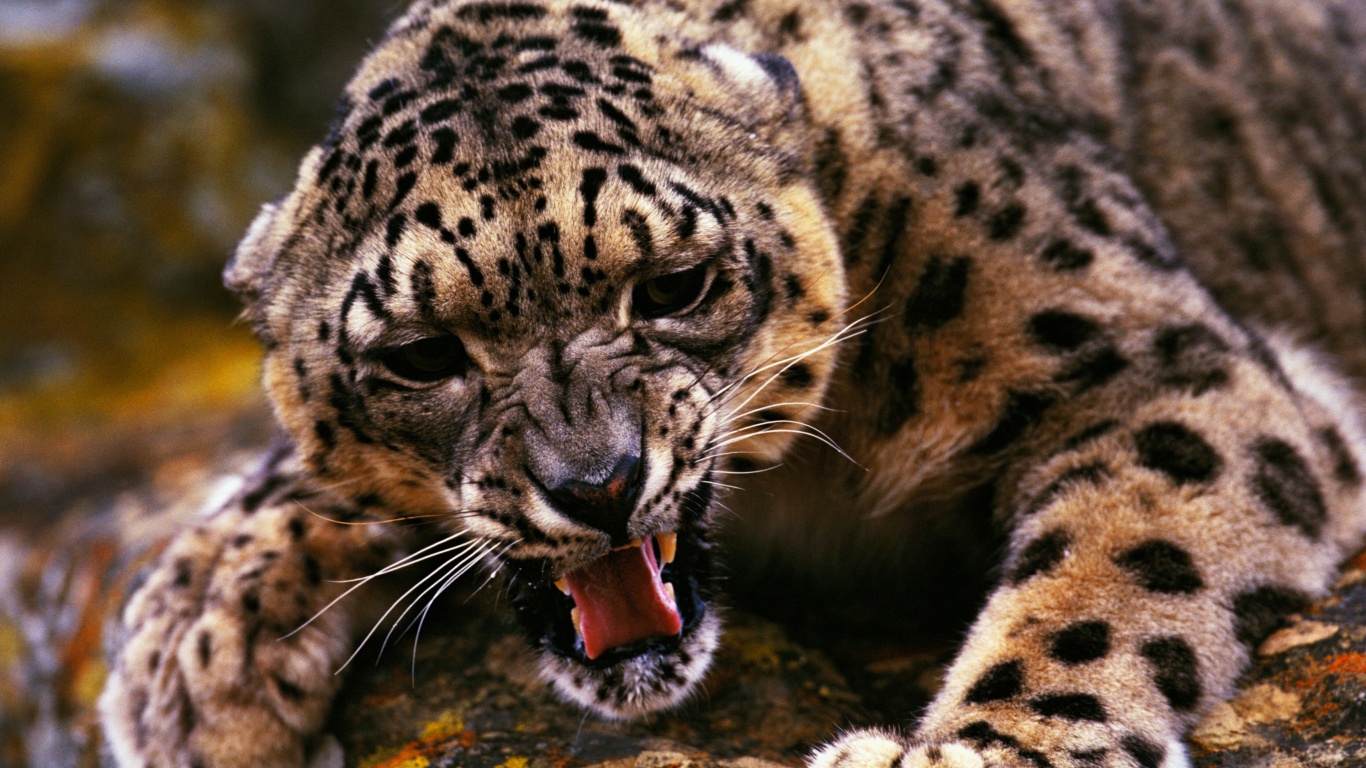 Angry Snow Leopard