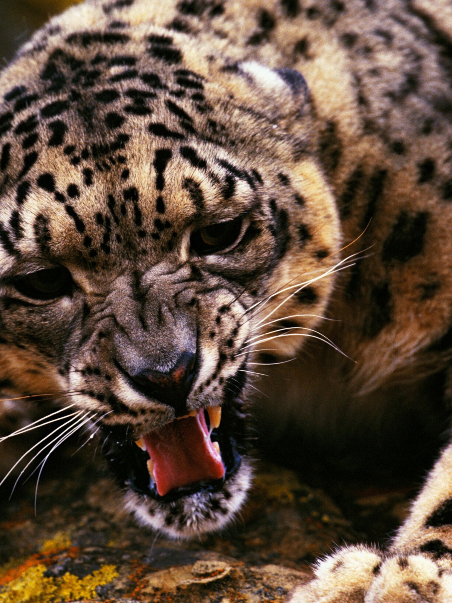 Angry Snow Leopard