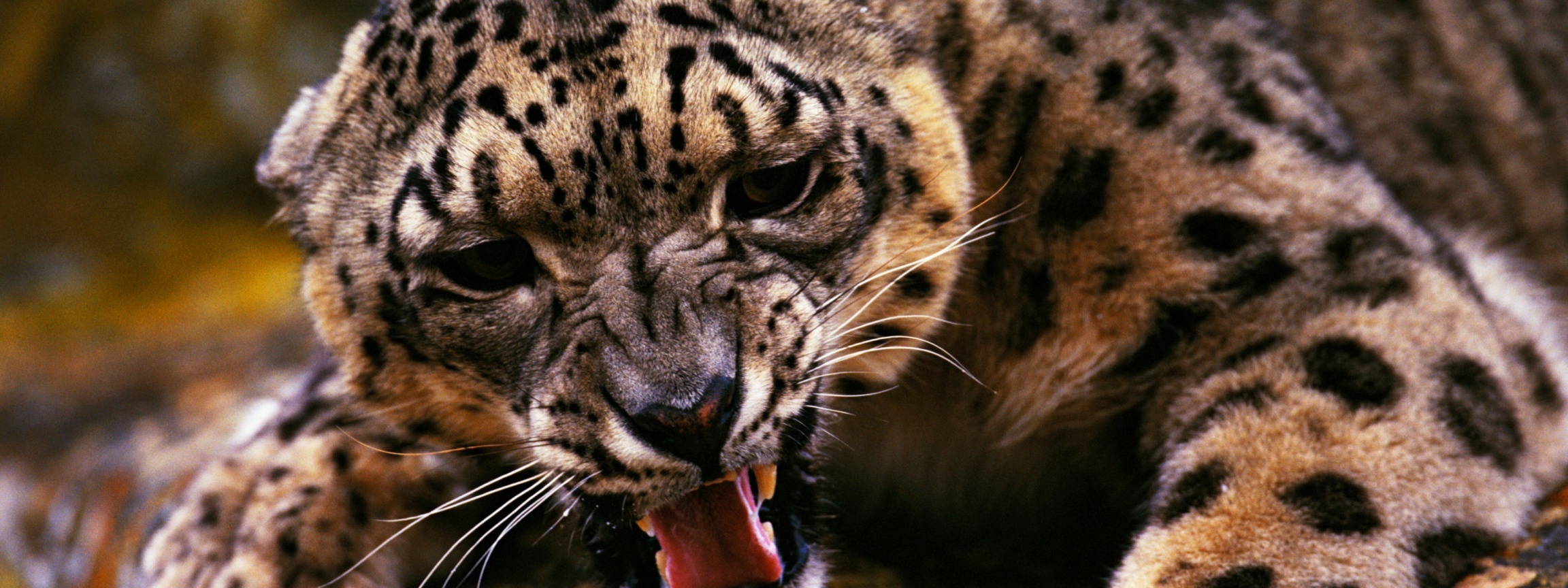 Angry Snow Leopard