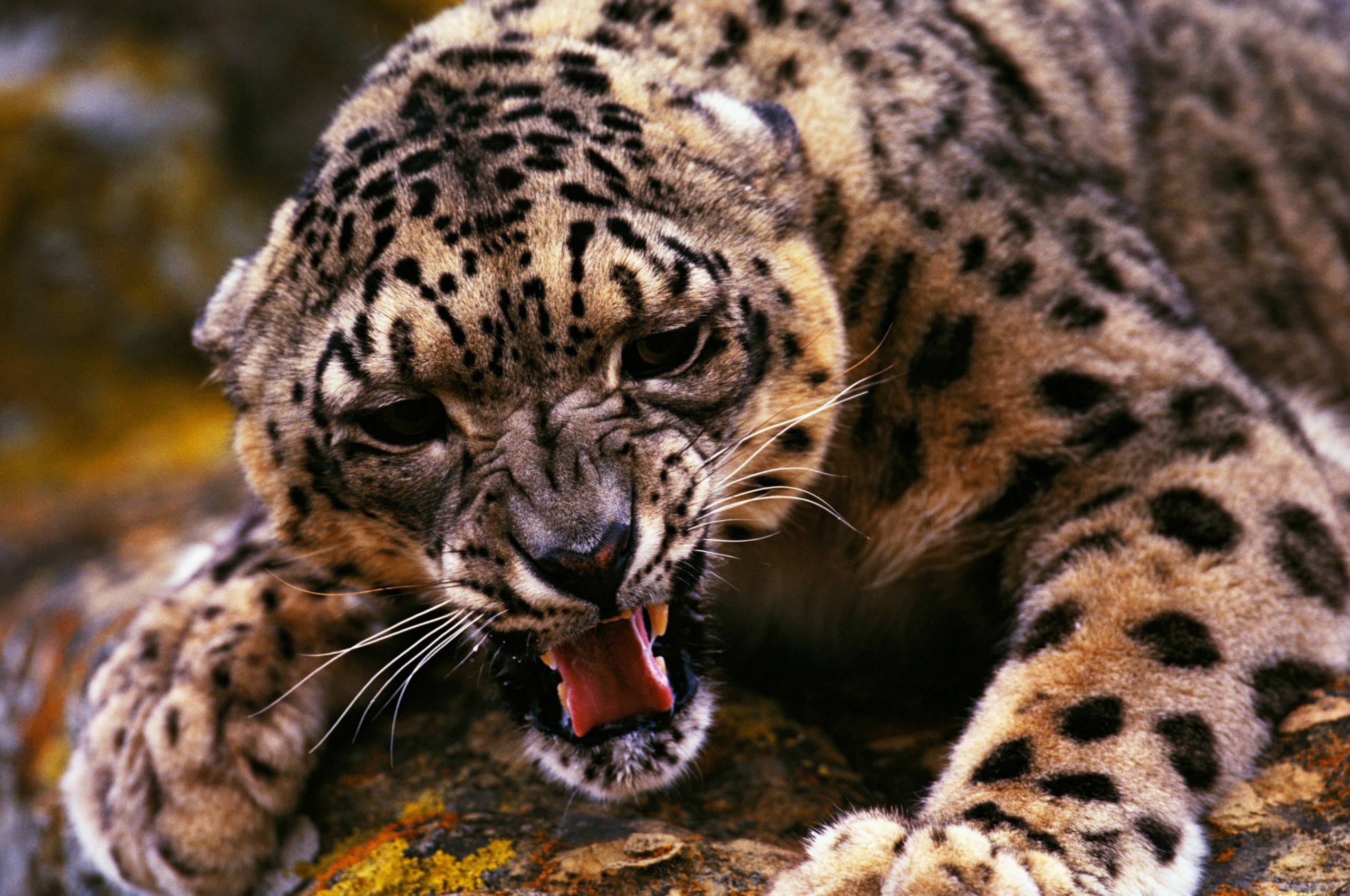 Angry Snow Leopard