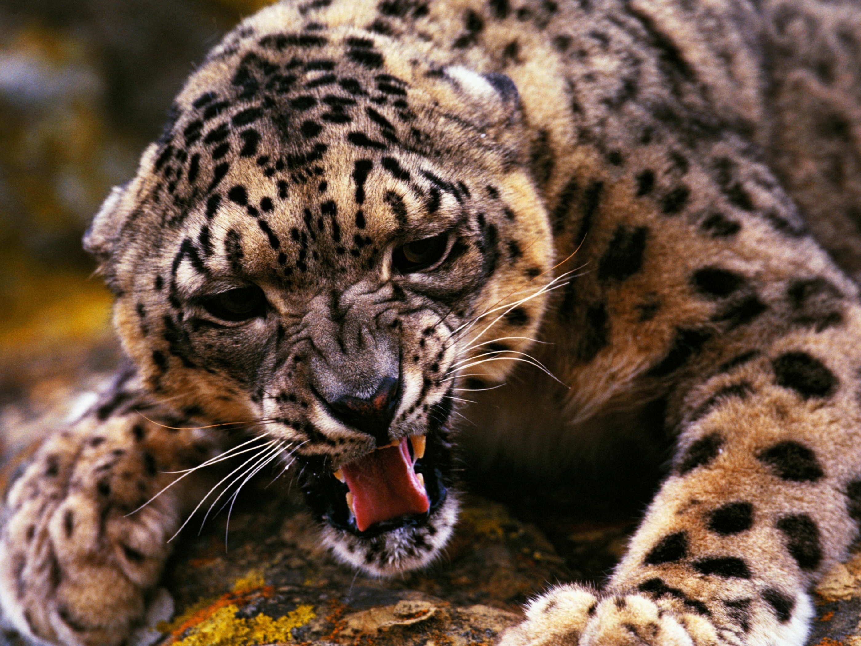 Angry Snow Leopard