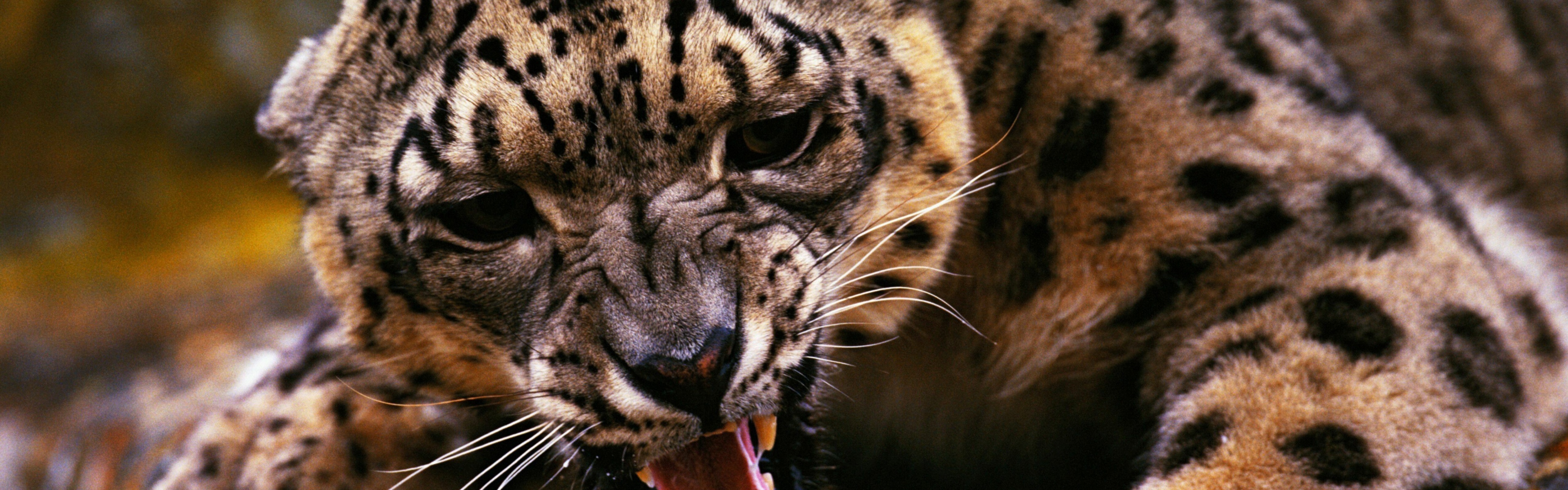 Angry Snow Leopard