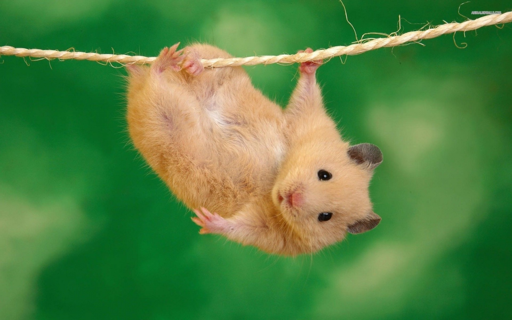 Animals Funny Hamsters Ropes