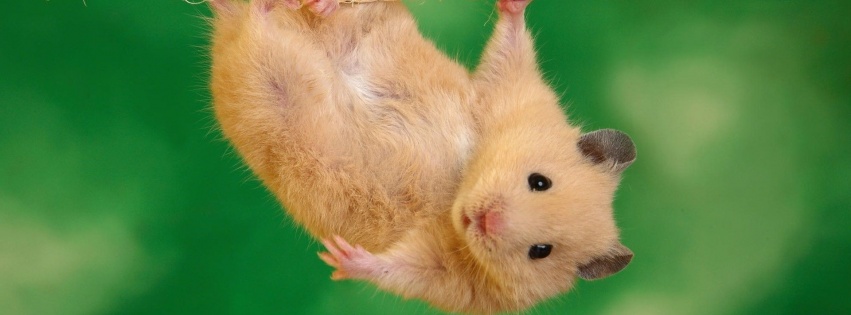 Animals Funny Hamsters Ropes