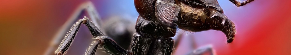 Ant Close Up1